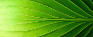 Green_IT