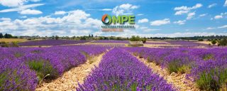 MPE Grasse explore la data de son ERP